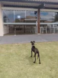 Julieta 