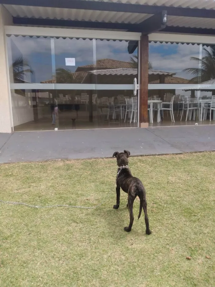 Cachorro ra a Srd idade 2 a 6 meses nome Julieta 