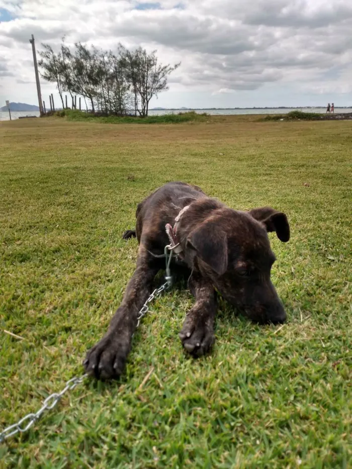 Cachorro ra a Srd idade 2 a 6 meses nome Julieta 