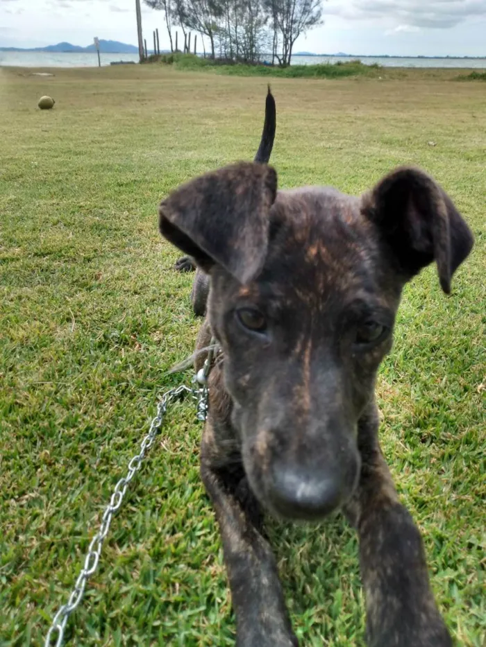 Cachorro ra a Srd idade 2 a 6 meses nome Julieta 