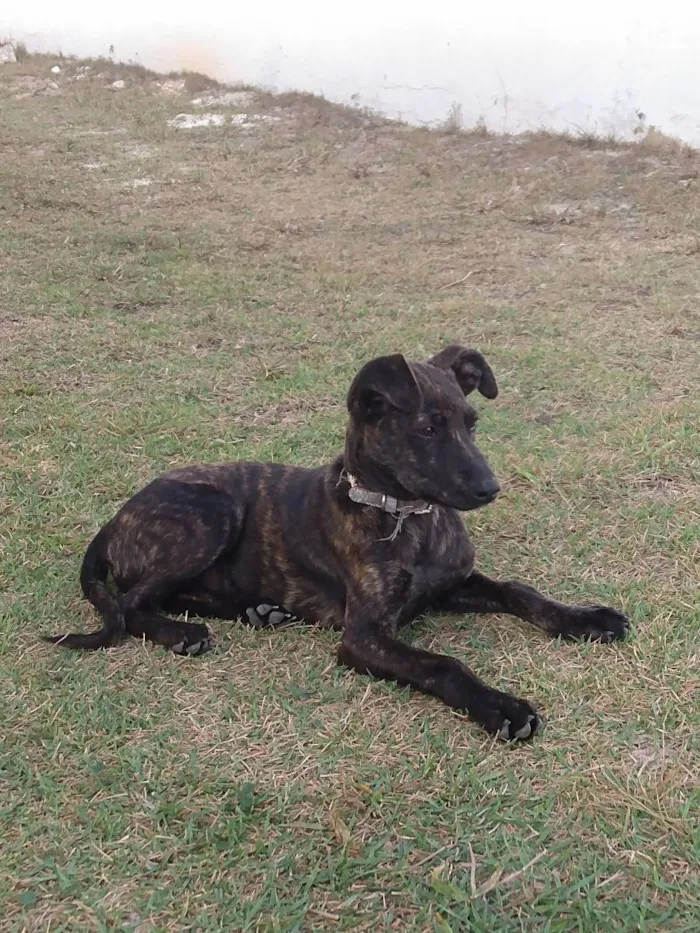 Cachorro ra a Srd idade 2 a 6 meses nome Julieta 