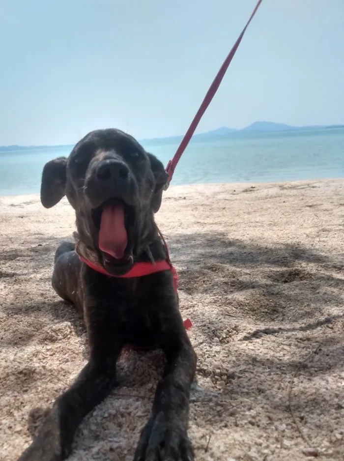 Cachorro ra a Srd idade 2 a 6 meses nome Julieta 