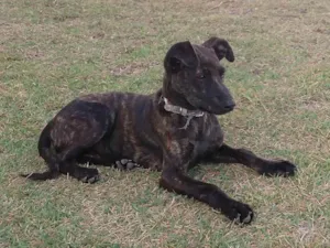Cachorro raça Srd idade 2 a 6 meses nome Julieta 
