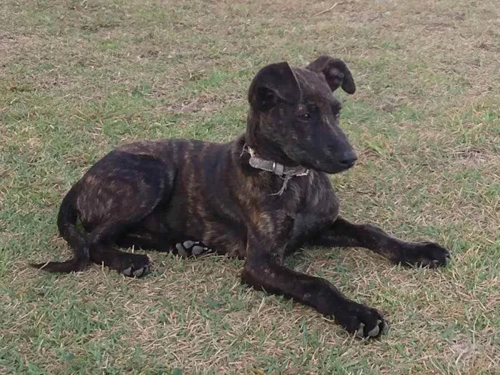 Cachorro ra a Srd idade 2 a 6 meses nome Julieta 