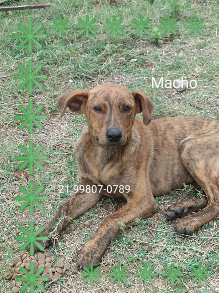 Cachorro ra a Srd idade 2 a 6 meses nome Antônio 