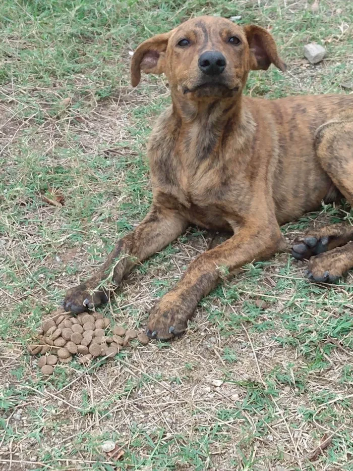 Cachorro ra a Srd idade 2 a 6 meses nome Antônio 