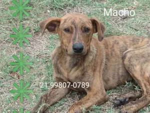 Cachorro raça Srd idade 2 a 6 meses nome Antônio 