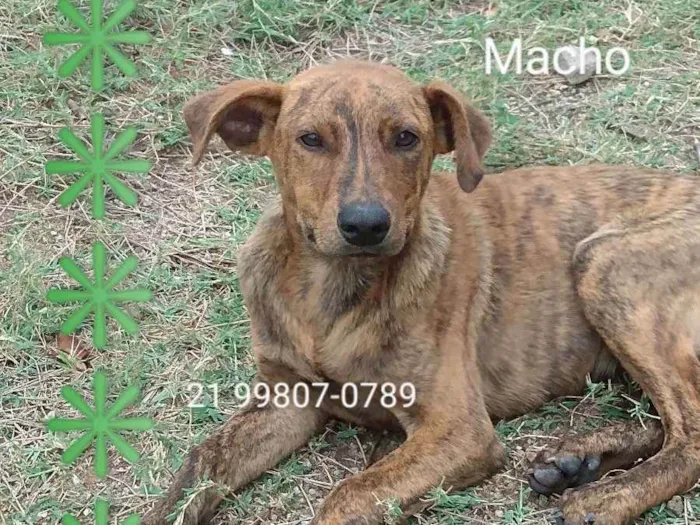 Cachorro ra a Srd idade 2 a 6 meses nome Antônio 
