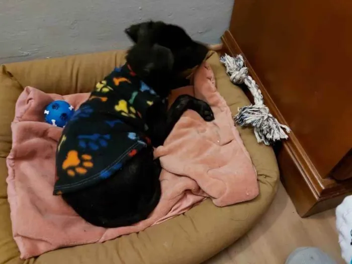 Cachorro ra a Viralata idade 2 a 6 meses nome Luck