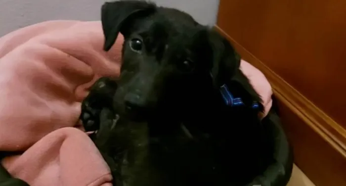 Cachorro ra a Viralata idade 2 a 6 meses nome Luck