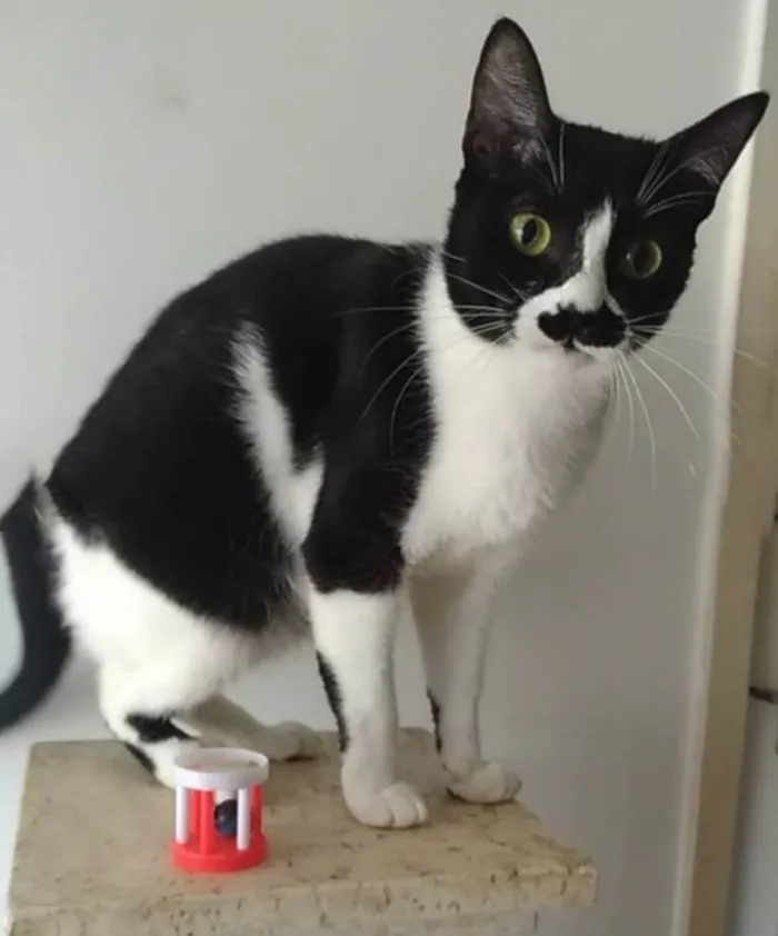 Gato ra a Srd idade 2 anos nome Chayene