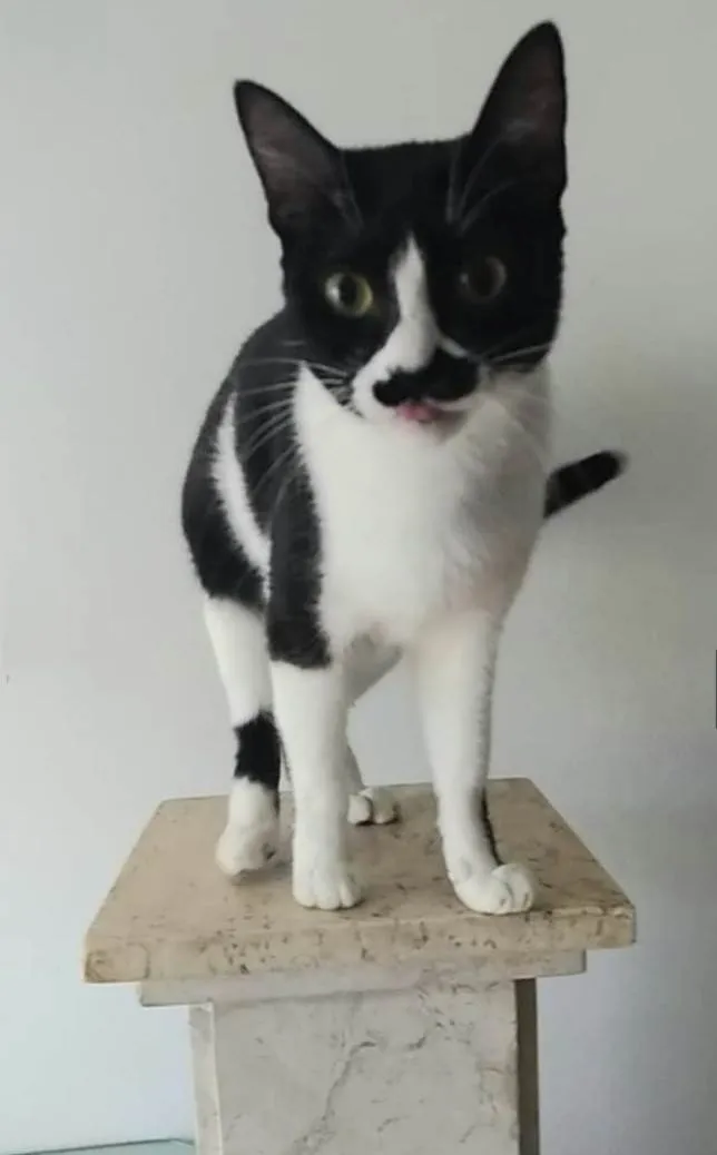 Gato ra a Srd idade 2 anos nome Chayene