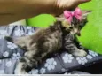 Gato raça  idade Abaixo de 2 meses nome Filhotes