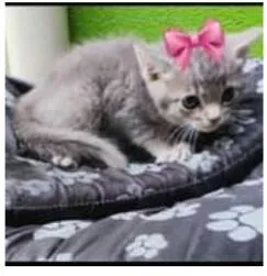 Gato raça  idade Abaixo de 2 meses nome Filhotes