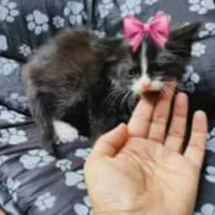 Gato raça  idade Abaixo de 2 meses nome Filhotes