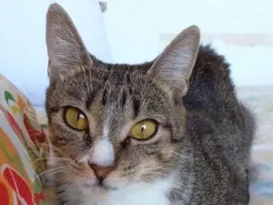 Gato raça Srd idade 7 a 11 meses nome Belinha
