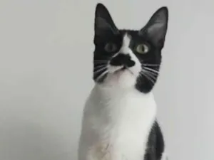 Gato raça Srd idade 2 anos nome Chayene