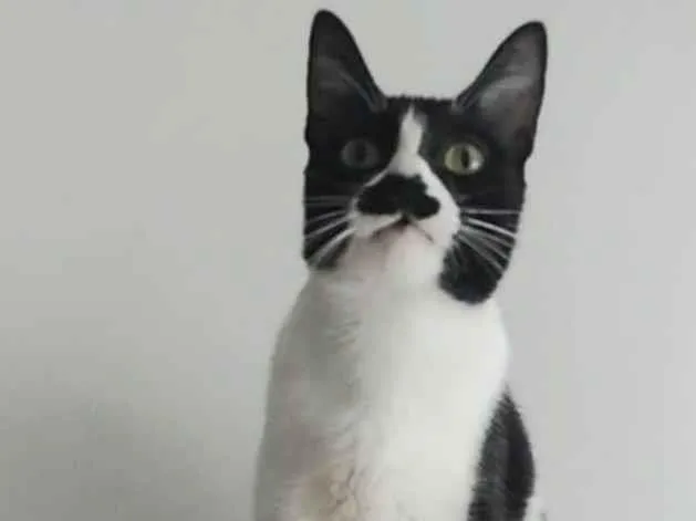 Gato ra a Srd idade 2 anos nome Chayene