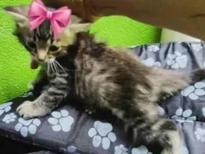 Gato raça  idade Abaixo de 2 meses nome Filhotes