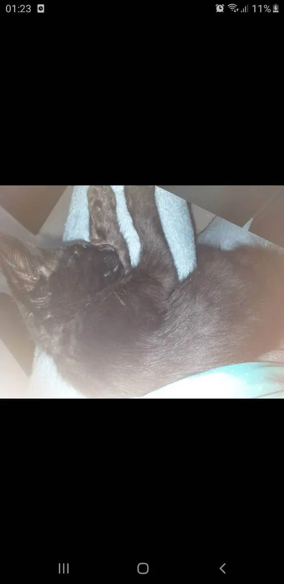Gato raça  idade 2 a 6 meses nome Bento