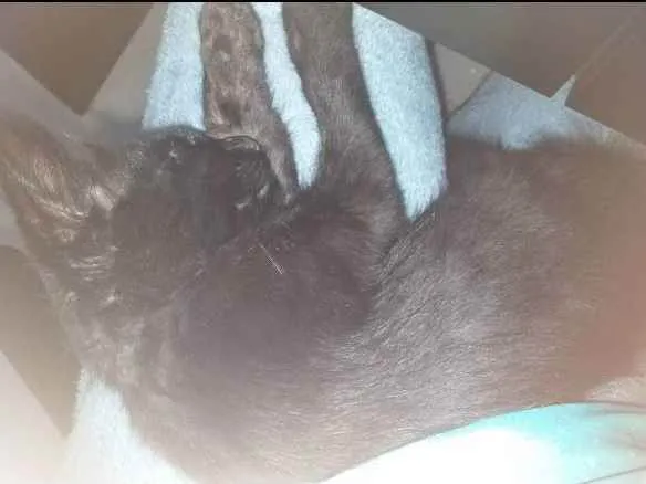 Gato raça  idade 2 a 6 meses nome Bento