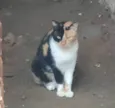 Tricolor