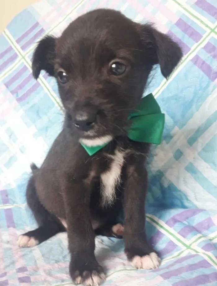 Cachorro raça SRD idade 2 a 6 meses nome TOBY