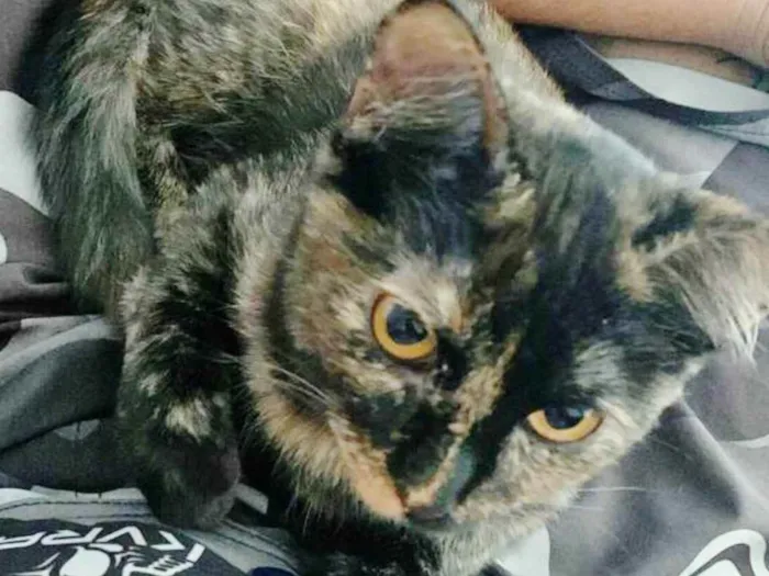 Gato raça SRD idade 7 a 11 meses nome ANGELINA