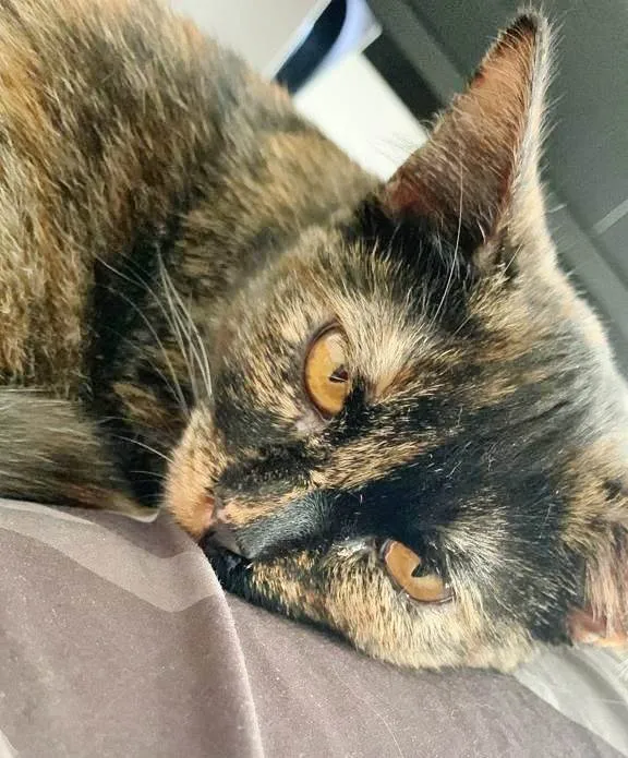 Gato raça SRD idade 7 a 11 meses nome ANGELINA