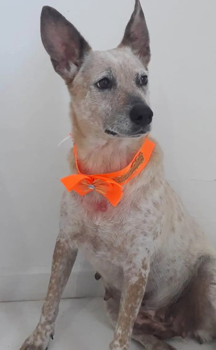 Cachorro raça SRD idade 1 ano nome MONA