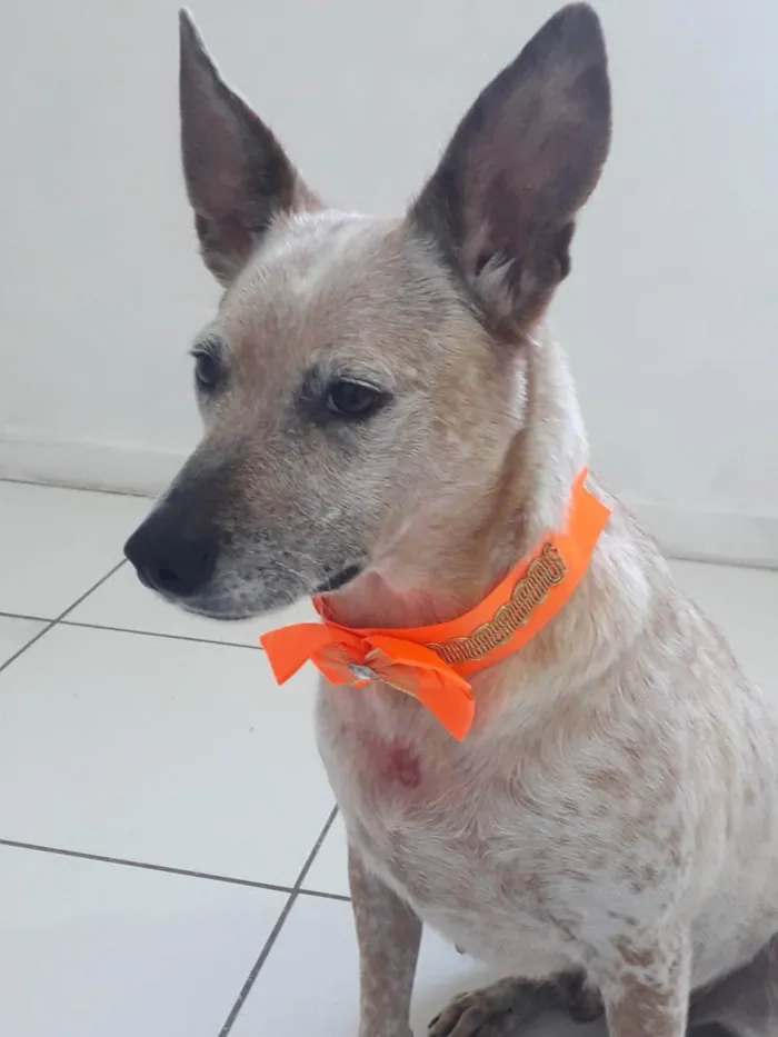 Cachorro raça SRD idade 1 ano nome MONA