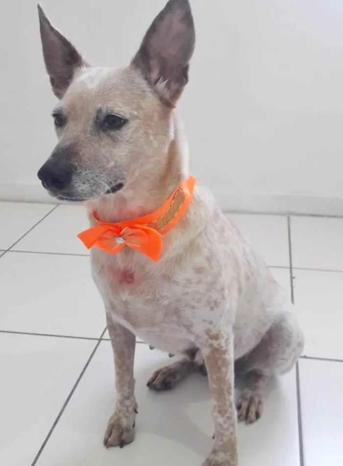 Cachorro raça SRD idade 1 ano nome MONA