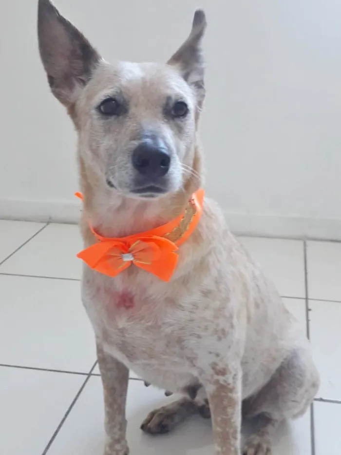 Cachorro raça SRD idade 1 ano nome MONA