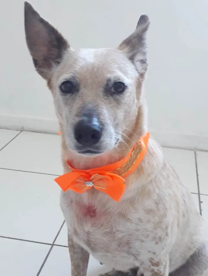 Cachorro raça SRD idade 1 ano nome MONA