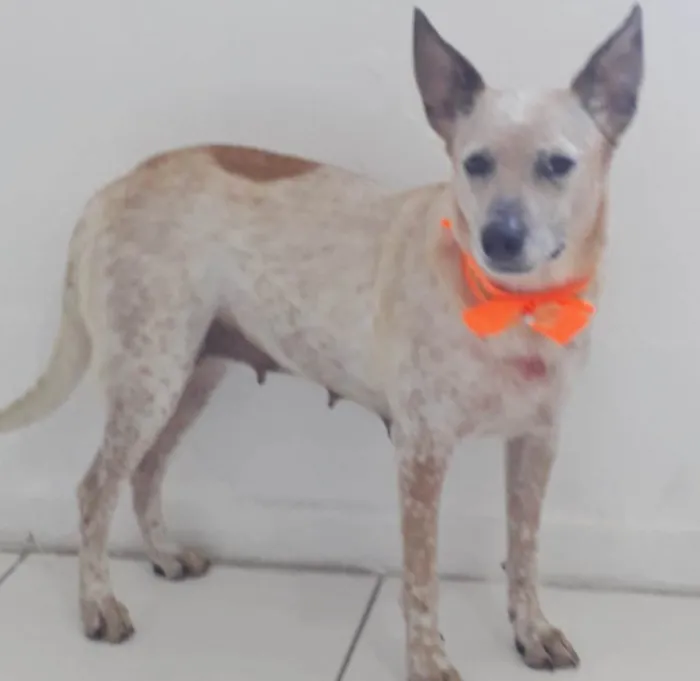 Cachorro raça SRD idade 1 ano nome MONA