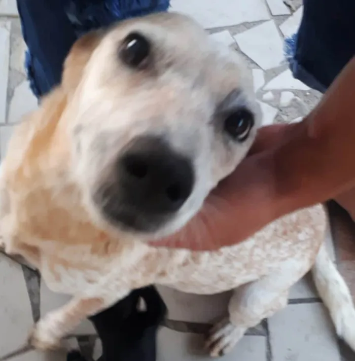 Cachorro raça SRD idade 1 ano nome MONA