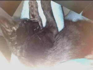 Gato raça  idade 2 a 6 meses nome Bento