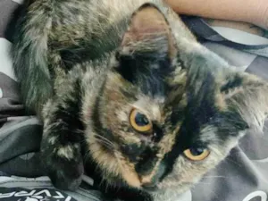 Gato raça SRD idade 7 a 11 meses nome ANGELINA