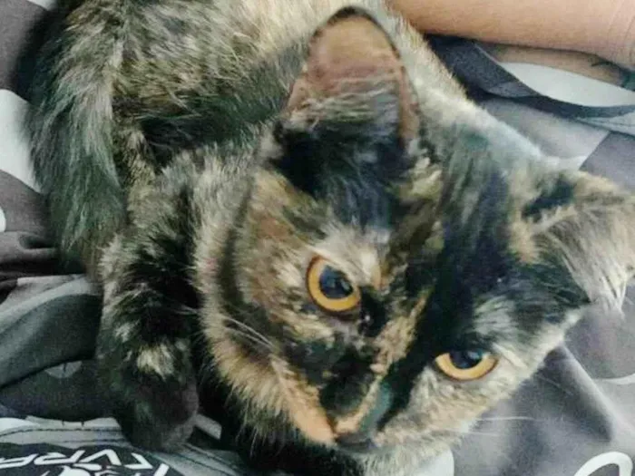 Gato raça SRD idade 7 a 11 meses nome ANGELINA