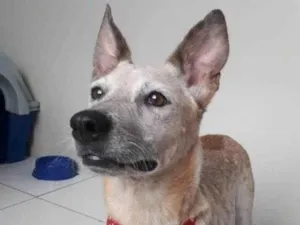 Cachorro raça SRD idade 1 ano nome MONA