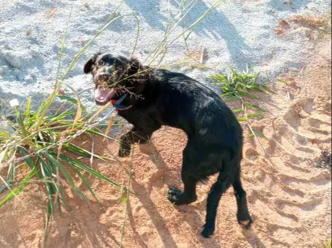 Cachorro ra a Vira lata idade 2 anos nome Nego