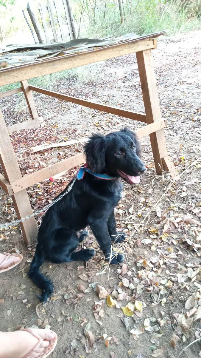 Cachorro ra a Vira lata idade 2 anos nome Nego