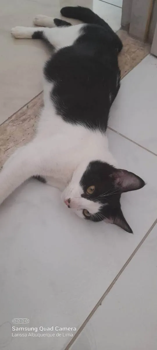 Gato raça Srd idade 7 a 11 meses nome Caio Roberto 