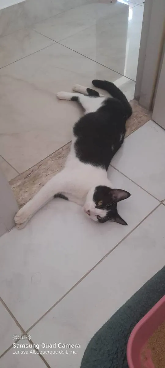 Gato raça Srd idade 7 a 11 meses nome Caio Roberto 