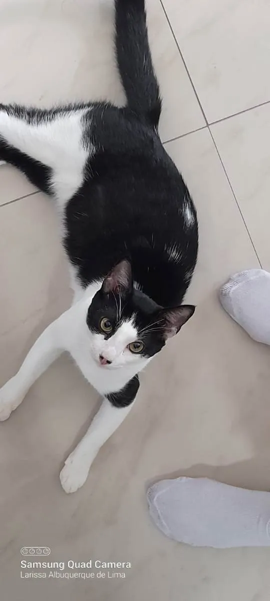 Gato raça Srd idade 7 a 11 meses nome Caio Roberto 