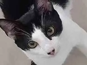 Gato raça Srd idade 7 a 11 meses nome Caio Roberto 