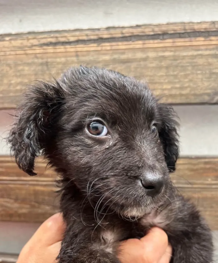 Cachorro raça SRD idade Abaixo de 2 meses nome Sem Nome