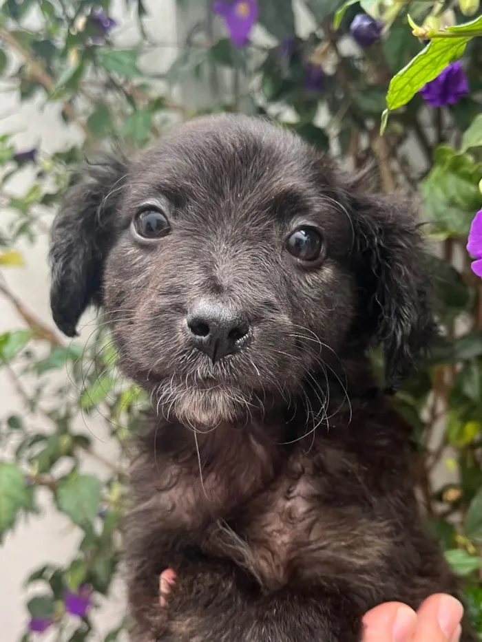 Cachorro raça SRD idade Abaixo de 2 meses nome Sem Nome