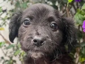 Cachorro raça SRD idade Abaixo de 2 meses nome Sem Nome
