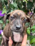 Cachorro raça SRD  idade Abaixo de 2 meses nome Sem Nome